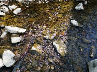 Stone bottom of the stream