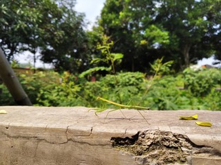 Congruent are pooping