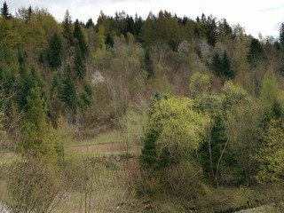 Obraz premium multicolored trees on the hill