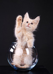 A little very cute kitten is sitting in a glass bowl. White kitten very fluffy raised a paw. Photograph taken in a photo studio.