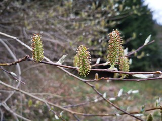 Willow's branch with beautiful flowers