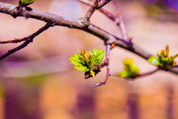 kidneys, screen, branch, april, spring