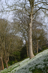 Fototapeta na wymiar Winter snowdrops (Galanthus) in an English woodland