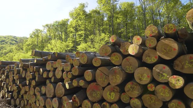 Wooden pile of natural logs with number in the forest.