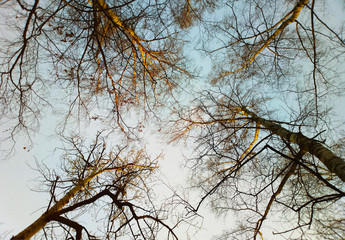 Obraz premium Spring trees looking to the skies background