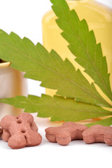 Cannabinoid CBD oil is used as dietary supplement. Green hemp leaf. Marijuana products isolated...