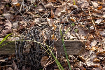 The remains of barbed wire thrown on the ground
