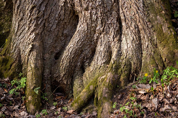 The powerful roots of an old tree on a slope
