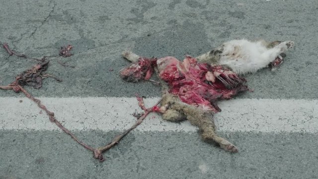 Dead cat on road with white stroke surrounded by flies. Bowels exposed. Road accident