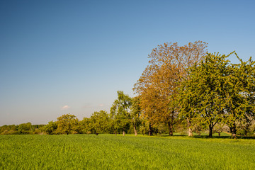 Obstbaumplantage vor blauem Himmel