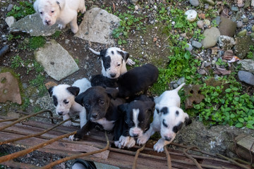 Pointer puppies in a dog aviary. Courtyard of a village house. The hunting family.