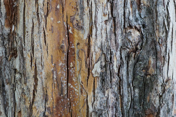 tree bark texture