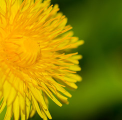close up image of a yellow dandelion flower