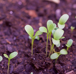 new life growth