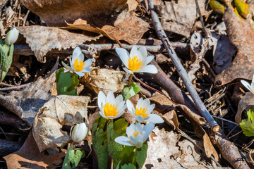 Springtime vegetation in the city park  