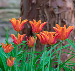 red tulips in the garden