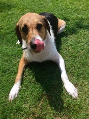 perro lamiéndose