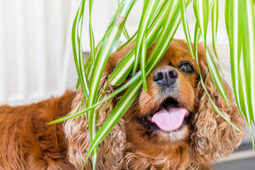 cavalier king charles spaniel