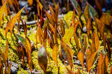 Springtime vegetation in the city park  