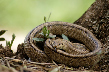 Rhinechis scalaris out of a tree in spring, Spain