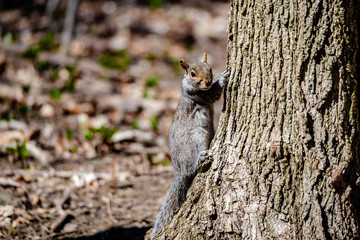 Squirrel in the city parc 