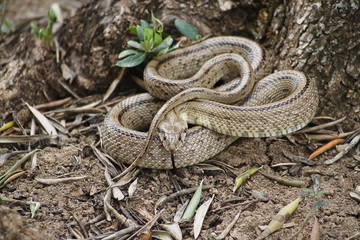 Rhinechis scalaris out of a tree in spring, Spain