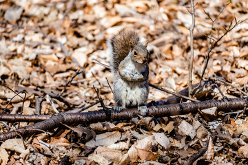 Squirrel in the city parc 