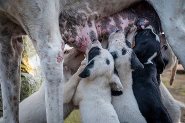 Obraz premium Dog with puppies. English Pointer and young dogs. Puppies suck mom's nipples, courtyard of a village house. The hunting family.