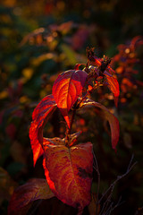 Autumn red leaves at sunset