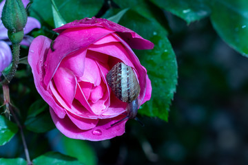 Fototapeta na wymiar Snail crawls on a wet petal of a pink rose flower, blurred background