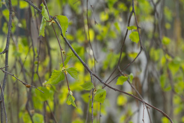 Leaves of birch (Betula). Tribe of birch in the background. The white bark of the tree. The arrival of spring.