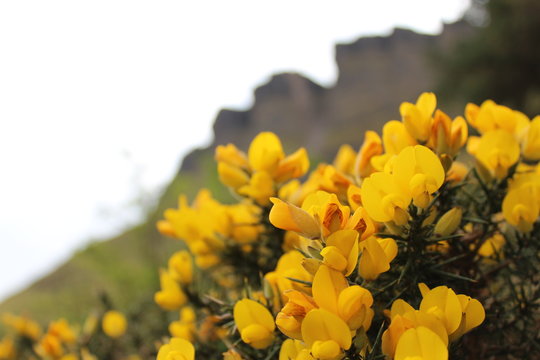Gorse (Ulex europaeus)