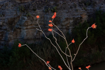 Ocotillo (Fouquieria splendens) blooming in Big Bend NP;  Texas