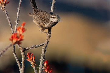 Cactus wren (Campylorhynchus brunneicapillus) in ocotillo (Fouquierai splendens)   Big Bend NP   Texas © Tom