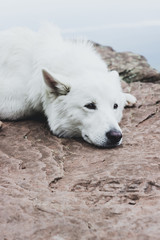 Fototapeta premium Withe dog in the mountains
