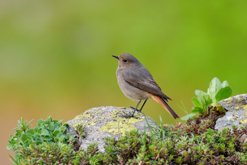 Small bird on a rockFemale Black redstart (Phoenicurus ochruros) on a rock.