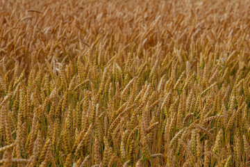 Golden wheat field with cloudy sky in background.