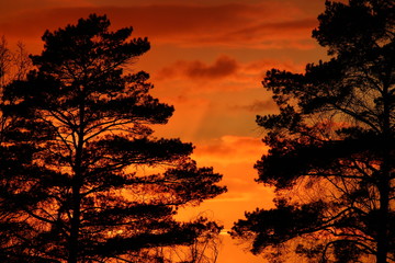 Colorful fiery sunset behind the crowns of trees
