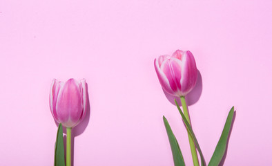 Pink and Purple Tulips on Pink Background.
