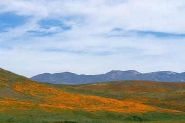 Spring landscape in the Antelope Valley near Lancaster, Southern California. Antelope Valley is located within the Mojave desert. The orange wildflowers are California poppies.