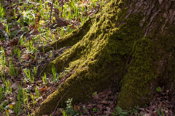 Green moss growing on a tree
