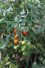 BRANCH OF FRESH RED AND GREEN TOMATOES, GREEN LEAVES