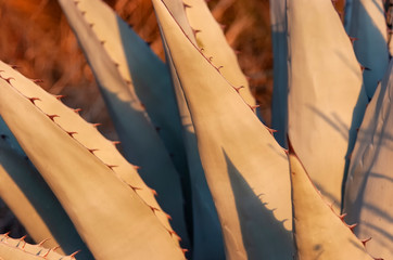 Century plant (Agave americana);  Big Bend NP;  Texas