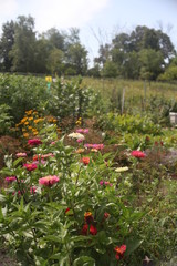 FLOWER GARDEN SEVERAL,  OUTSIDE, ROW, FRESH, BLOOM 