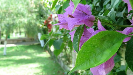 Obraz premium flor