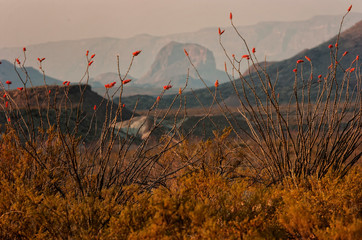 Cerro Castolo   Ocotillo (Fouquieria splendens) in the spring   Big Bend NP   Texas © Tom