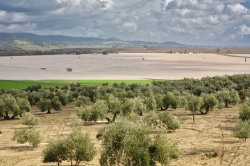 Fototapeta premium Cultivation of olive trees, flooded by heavy rains, disaster ecological change climate on the planet, Spain