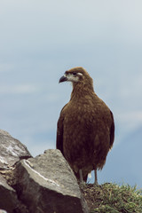 Wild bird posing
