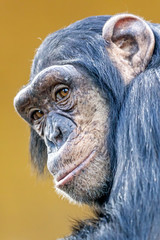 portrait of cute chimpanzee in natural habitat