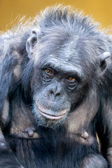 portrait of cute chimpanzee in natural habitat